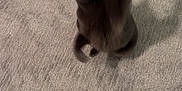 Darwin joined the competition — help win amazing prizes! cat, black_cat, indoor, carpet, paw, motion_blur, wall, corner, pet, animal, feline, curious, playing, floor, house, shadow, whiskers, ears, looking_up, domestic
