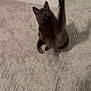 cat, black_cat, indoor, carpet, paw, motion_blur, wall, corner, pet, animal, feline, curious, playing, floor, house, shadow, whiskers, ears, looking_up, domestic