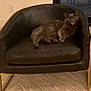 Darwin joined the competition — help win amazing prizes! cat, gray_cat, leather_chair, indoor, floor, furniture, pet, animal, relaxed, mouth_open, whiskers, ears, legs, paws, home, cozy, resting, domestic_cat, wood_floor, modern