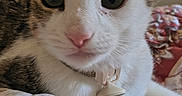 Teemo is registered to the contest to win money with this photo: cat, kitten, animal, pet, portrait, close_up, face, eyes, ears, whiskers, nose, collar, indoors, bed, blanket, floral_pattern, resting, looking_at_camera, tabby, white_fur