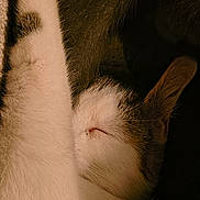 Teemo is registered to the contest to win money with this photo: cat, sleeping, sleepy, relaxed, lying_down, upside_down, raised_paw, fur, white_fur, black_fur, brown_fur, indoor, cozy, blanket, cuddling, resting, close_up, portrait, warm_lighting, pet