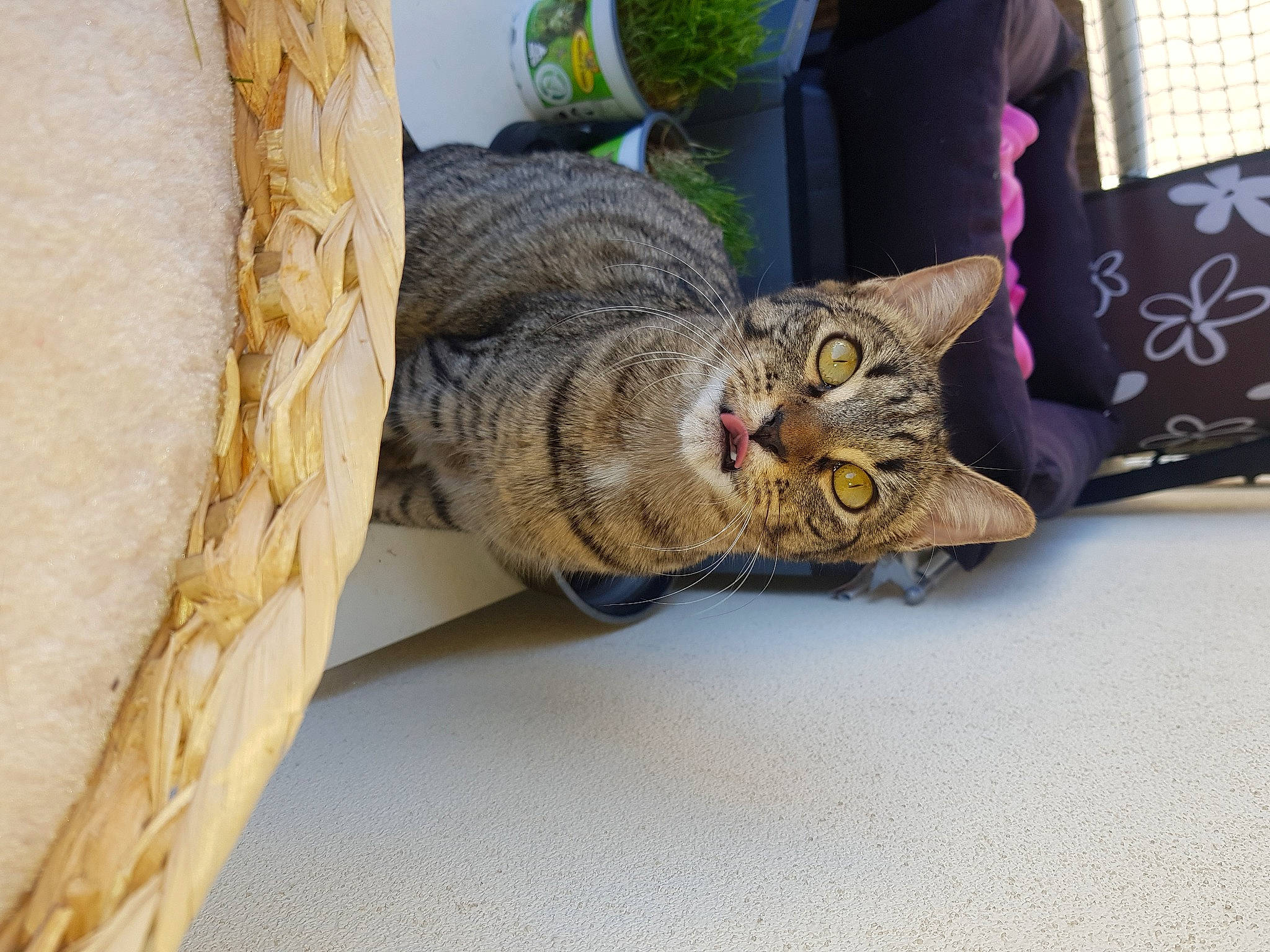 Chanel participe au concours pour gagner de l'argent avec cette photo : aegean_cat, american_shorthair, asian, australian_mist, bengal, california_spangled, carnivore, cat, chausie, domestic_short_haired_cat, dragon_li, european_shorthair, felidae, ocicat, pixie_bob, small_to_medium_sized_cats, tabby_cat, whiskers