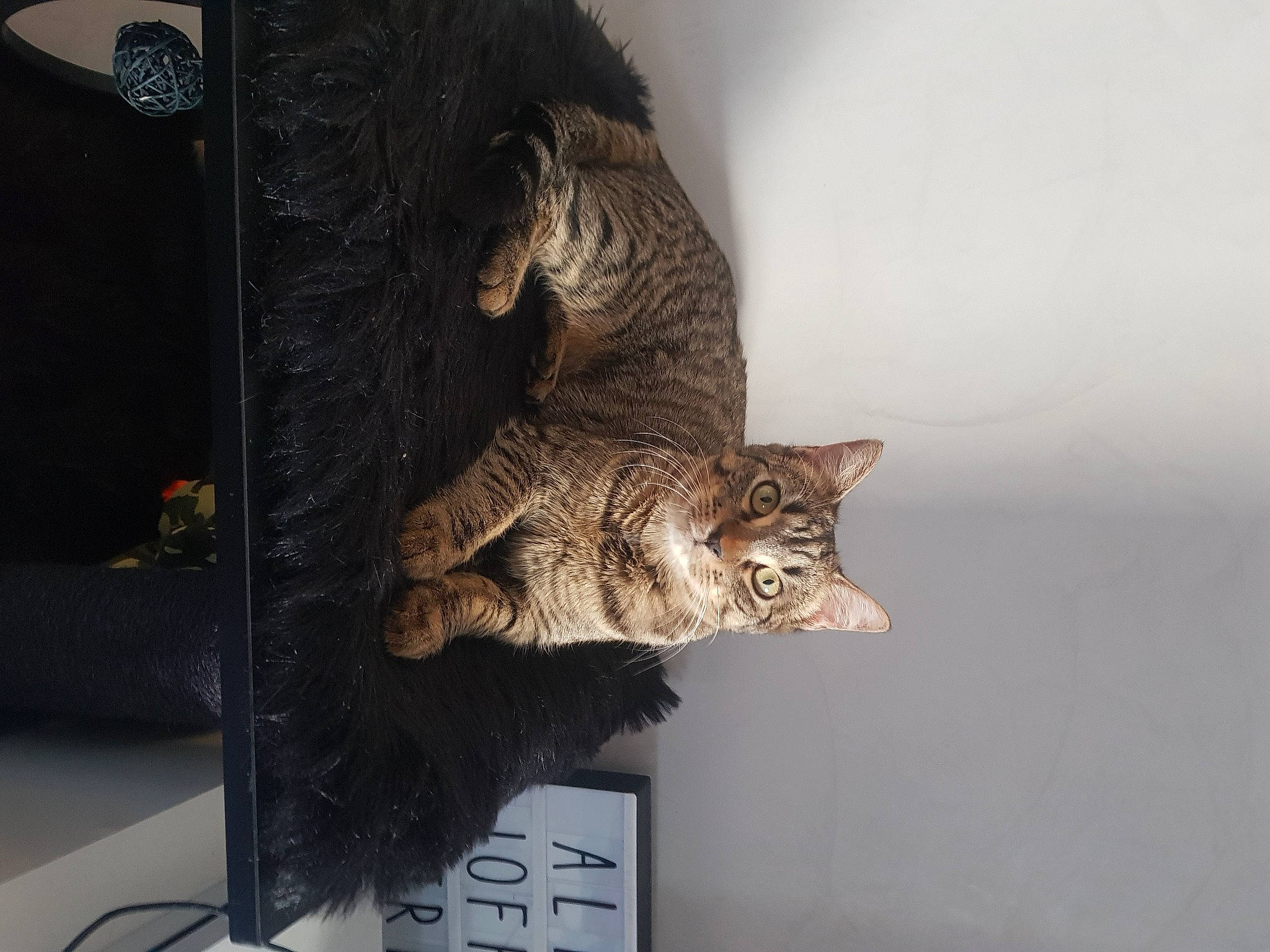 Chanel participe au concours pour gagner de l'argent avec cette photo : asian, california_spangled, carnivore, cat, domestic_short_haired_cat, dragon_li, european_shorthair, felidae, fur, german_rex, kitten, ocicat, pixie_bob, polydactyl_cat, small_to_medium_sized_cats, snout, tabby_cat, toyger, whiskers, wild_cat