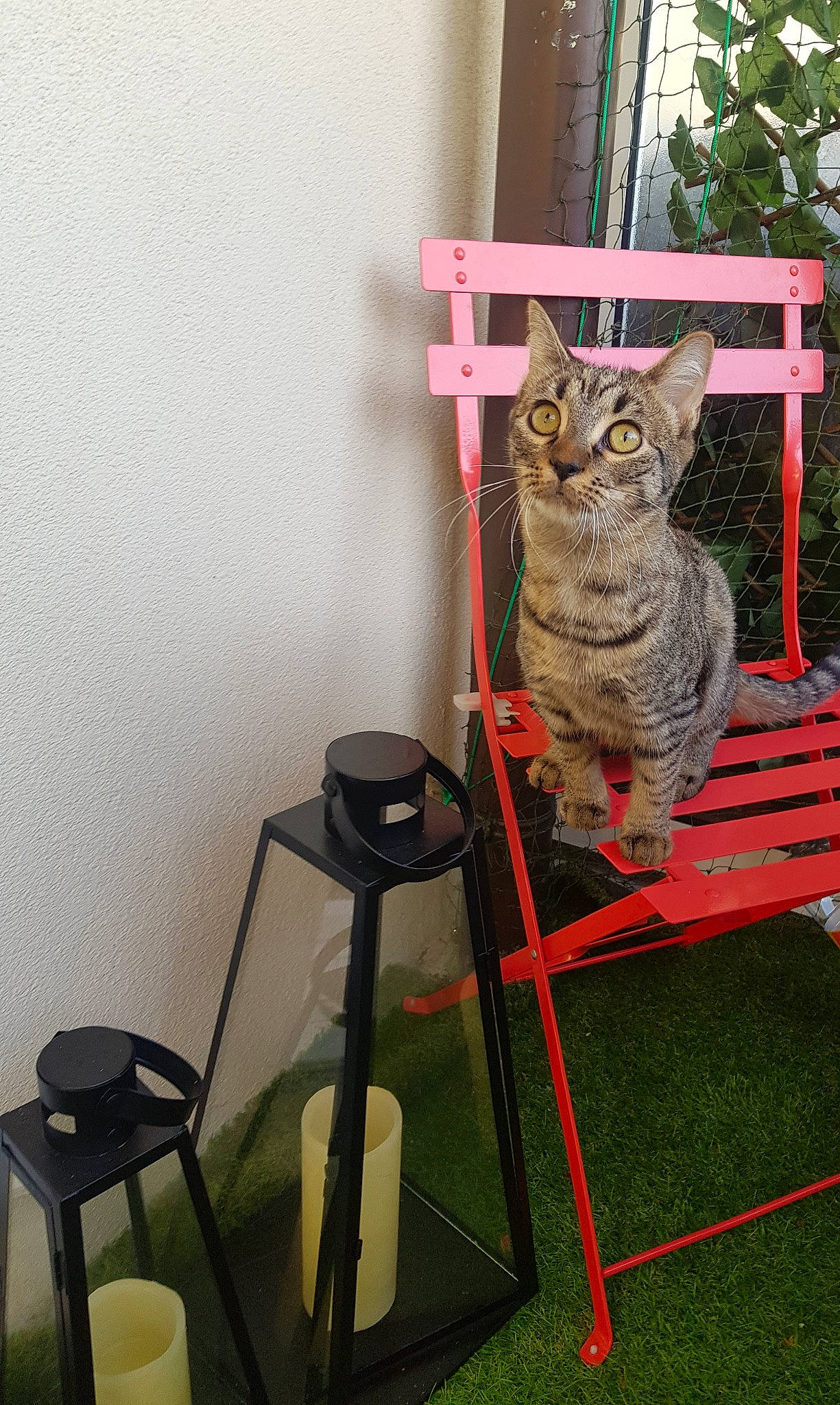 Chanel a rejoint le concours — aidez-le/la à gagner de superbes lots ! american_shorthair, asian, british_shorthair, carnivore, cat, chair, domestic_short_haired_cat, european_shorthair, felidae, furniture, kitten, ocicat, pixie_bob, small_to_medium_sized_cats, tabby_cat, whiskers