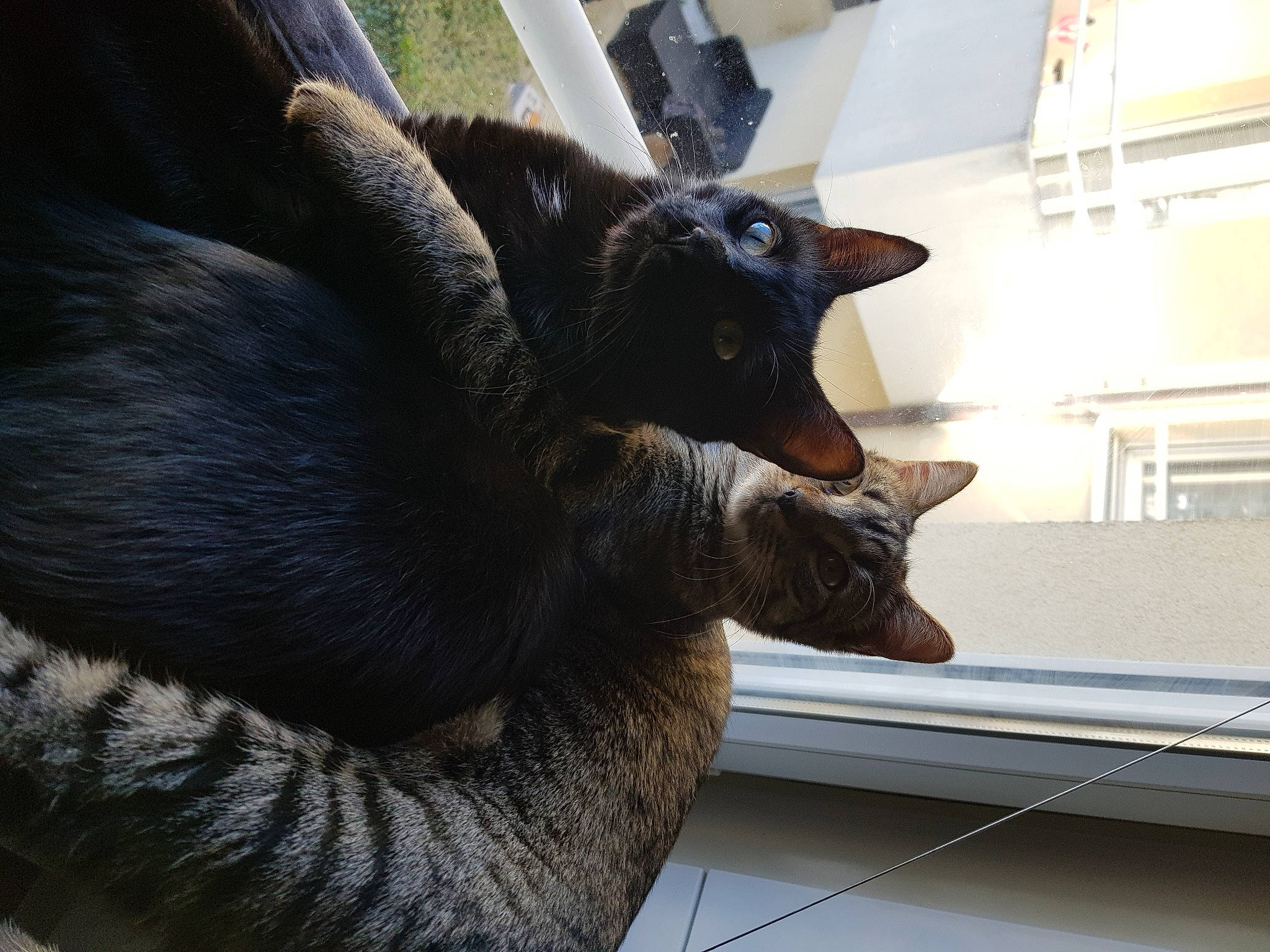 Oméga a rejoint le concours — aidez-le/la à gagner de superbes lots ! asian, black_cat, burmese, carnivore, cat, felidae, fur, hand, kitten, korat, mammal, russian_blue, small_to_medium_sized_cats, whiskers