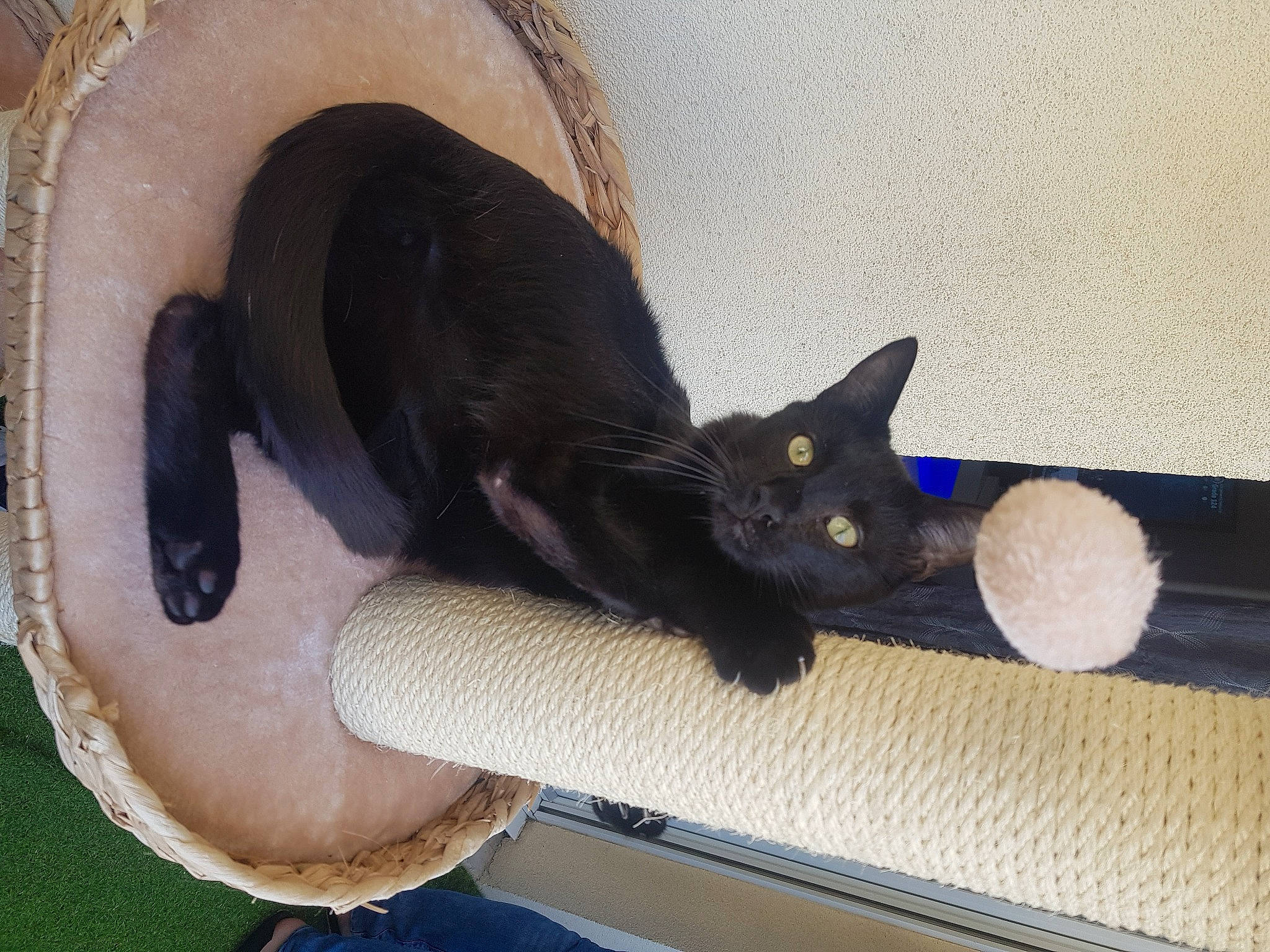 Oméga a rejoint le concours — aidez-le/la à gagner de superbes lots ! black_cat, bombay, burmese, carnivore, cat, domestic_short_haired_cat, felidae, havana_brown, korat, small_to_medium_sized_cats, tail, whiskers