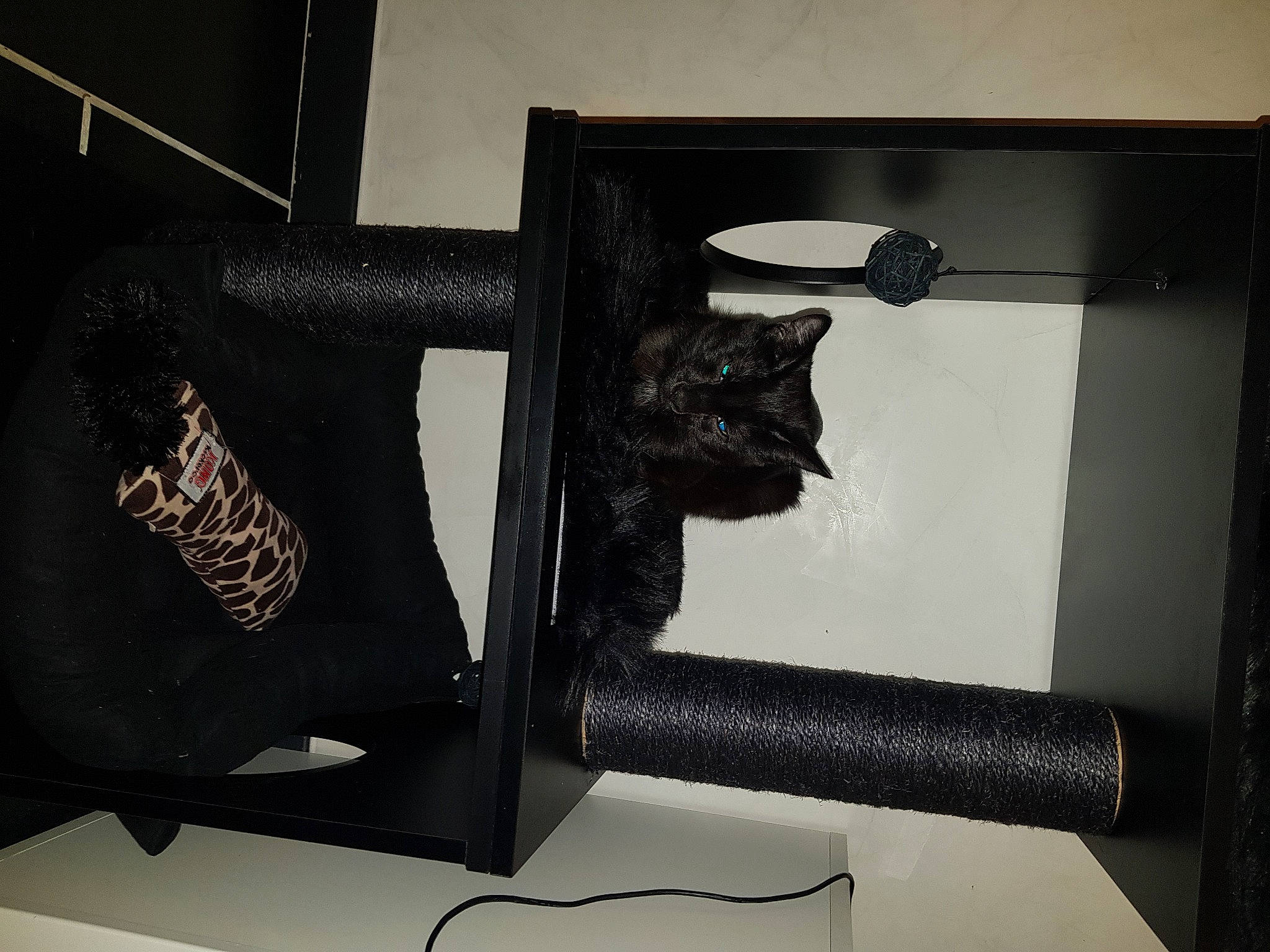 Oméga participe au concours pour gagner de l'argent avec cette photo : black_cat, cat, felidae, small_to_medium_sized_cats