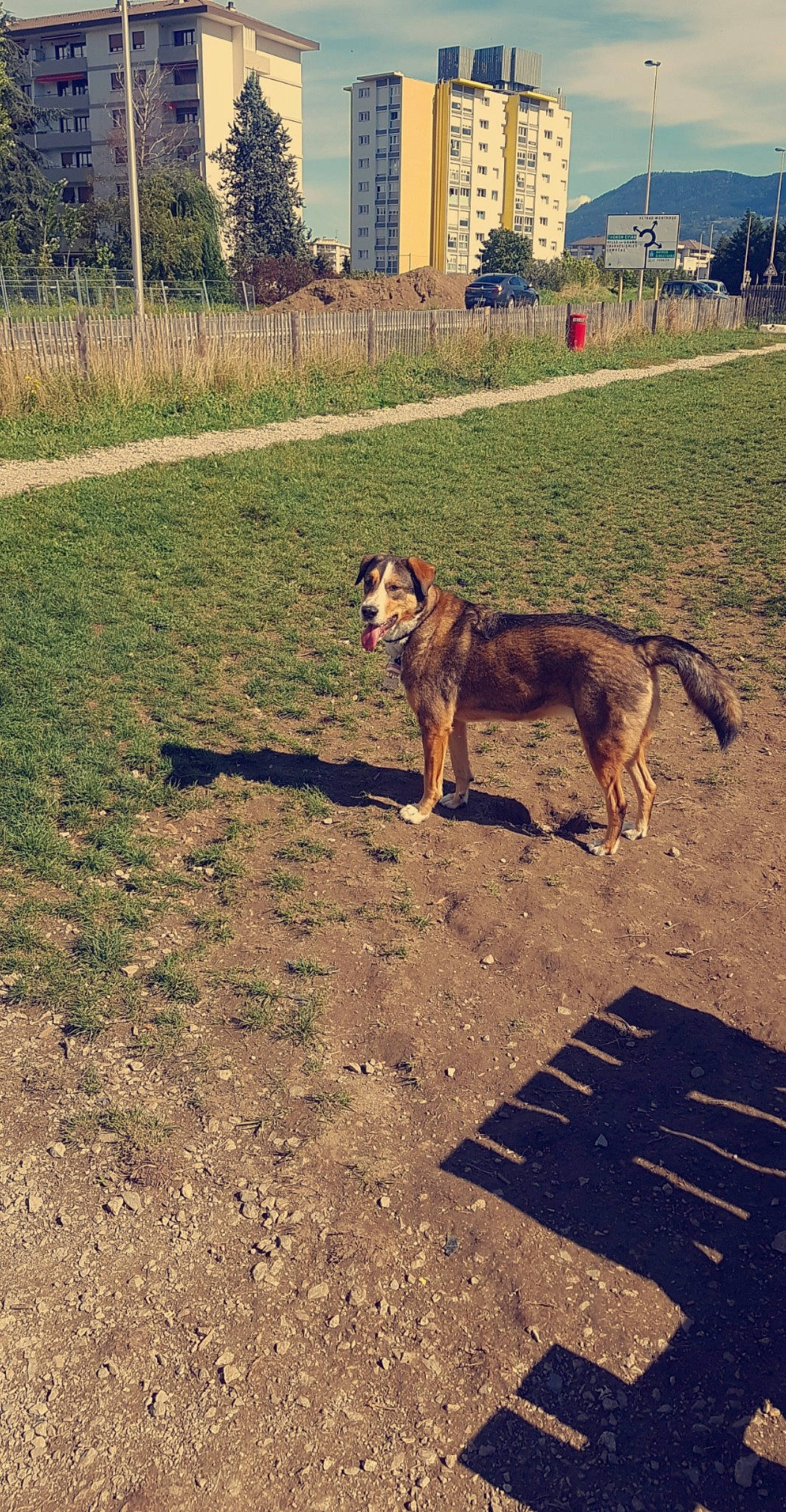 Fidji a rejoint le concours — aidez-le/la à gagner de superbes lots ! canidae, carnivore, dog, dog_breed, mammal, sporting_group, tail, vertebrate, wolfdog, working_dog