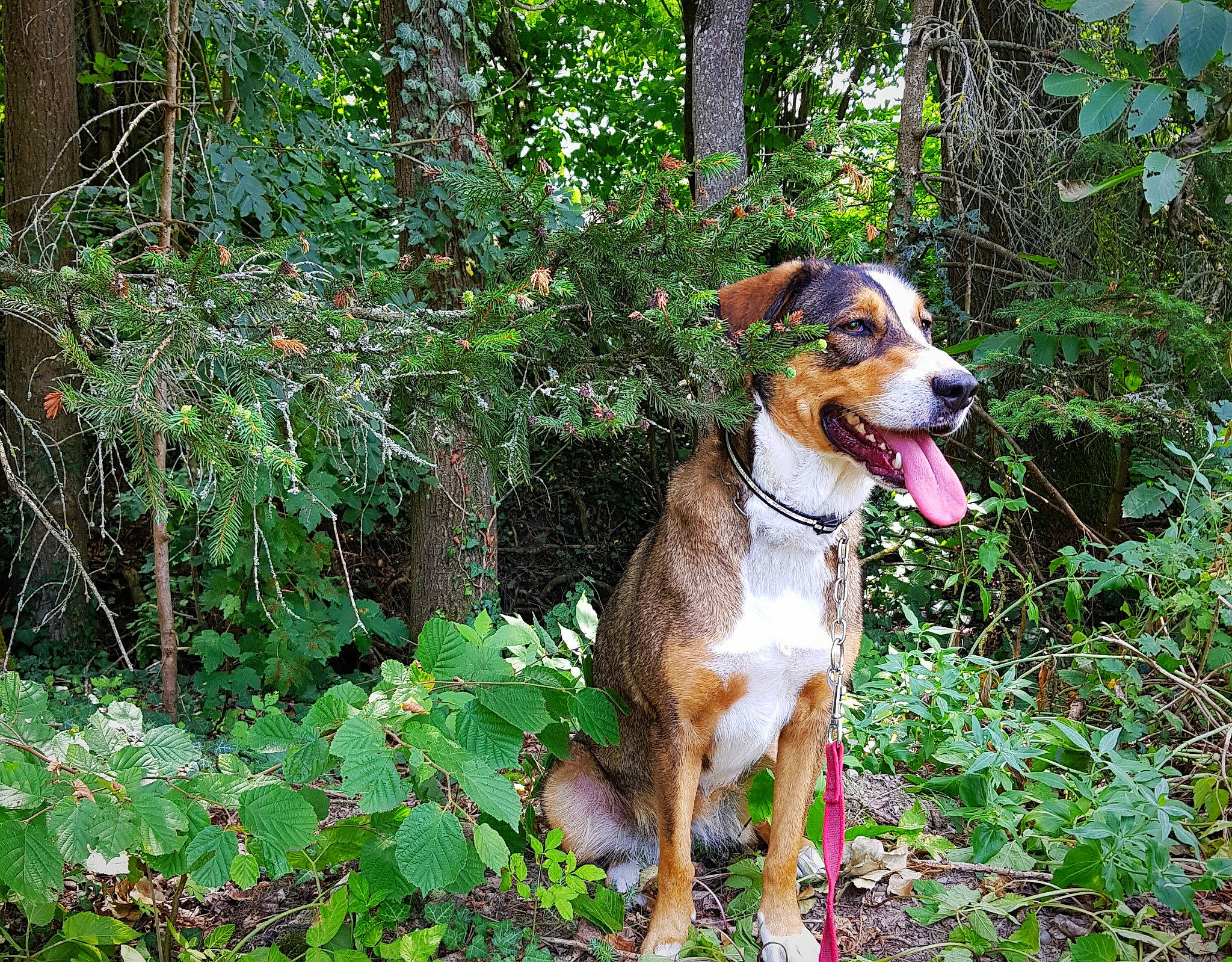 Fidji a rejoint le concours — aidez-le/la à gagner de superbes lots ! adventure, canidae, carnivore, dog, dog_breed, fawn, finnish_hound, forest, hound, hunting_dog, mammal, mountain_cur, plant, serbian_hound, treeing_walker_coonhound