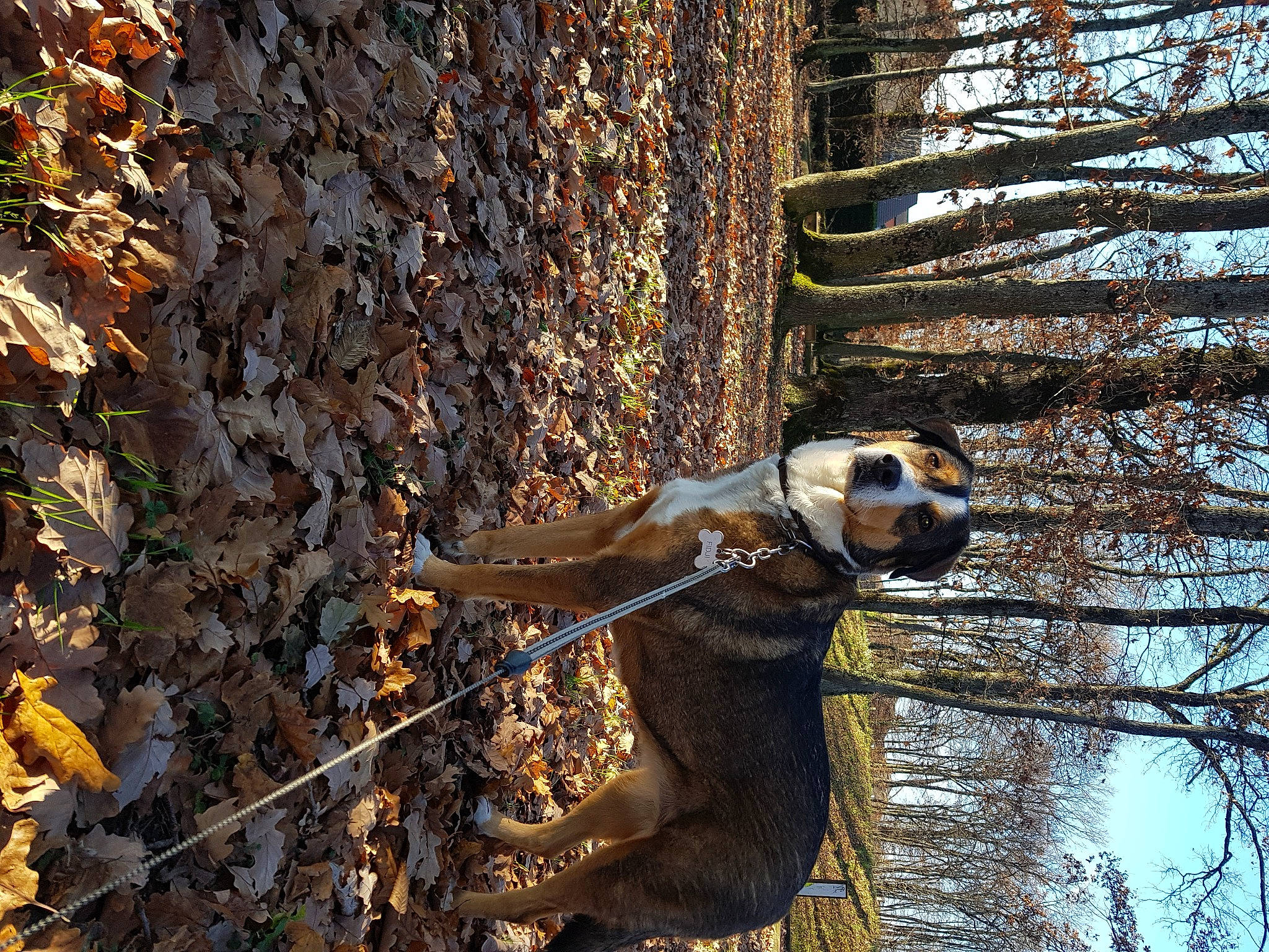 Fidji a rejoint le concours — aidez-le/la à gagner de superbes lots ! branch, canidae, fawn, plant, tree, trunk, wildlife