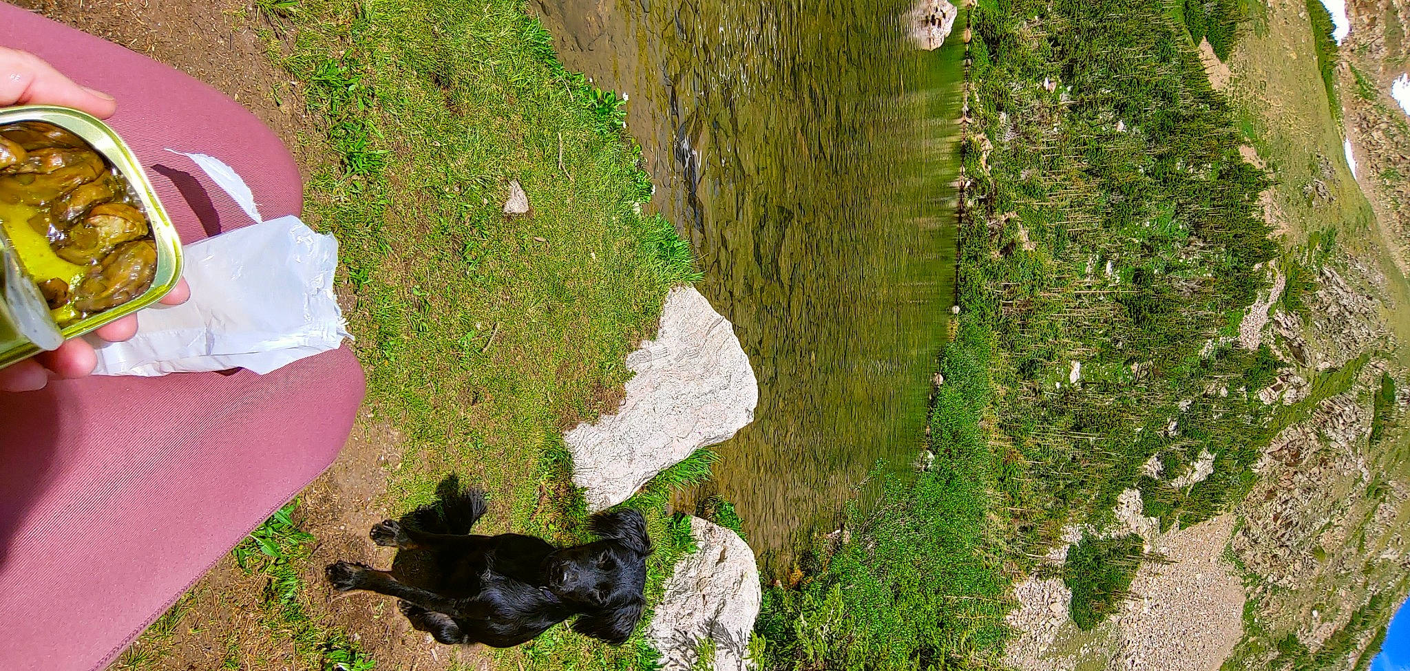 Charlie is registered to the contest to win money with this photo: canidae, grass, plant, sporting_group, tree