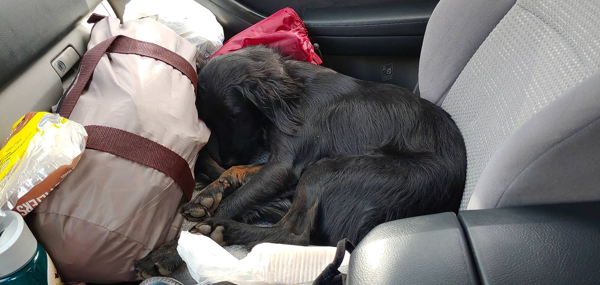 Charlie joined the competition — help win amazing prizes! canidae, car_seat, carnivore, comfort, companion_dog, dog, dog_breed, snout, sporting_group