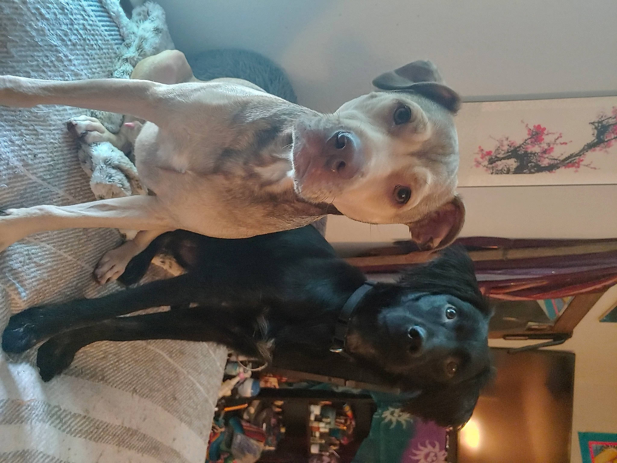 Charlie is registered to the contest to win money with this photo: canidae, carnivore, companion_dog, dog, dog_breed, fawn, guard_dog, non_sporting_group, sporting_group