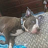 Blue is registered to the contest to win money with this photo: dog, pit_bull, blue_and_white, lying_down, bed, bedroom, indoors, pet, collar, ears, paws, short_hair, white_markings, brown_fur, sleepy, relaxed, portrait, close_up, furniture, blanket