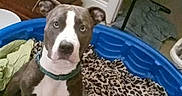 Blue is registered to the contest to win money with this photo: dog, puppies, canine, pet, animal, litter, adult_dog, sleeping, sitting, blue_pool, kiddie_pool, leopard_print, blanket, indoor, home, furniture, drawer, door, cute, family