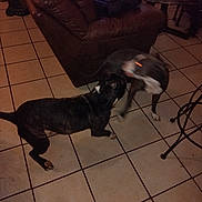 Blue is registered to the contest to win money with this photo: dogs, dog, pet, animals, playing, playing_dogs, motion_blur, indoor, living_room, tile_floor, leather_recliner, coffee_table, home, furniture, black_dog, white_dog, brindle_dog, dynamic, action, pet_play