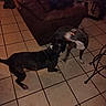 dogs, dog, pet, animals, playing, playing_dogs, motion_blur, indoor, living_room, tile_floor, leather_recliner, coffee_table, home, furniture, black_dog, white_dog, brindle_dog, dynamic, action, pet_play