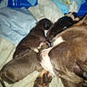 Blue is registered to the contest to win money with this photo: dog, puppies, mother_dog, nursing, litter, animals, canine, brown_dog, sleeping, newborn_puppies, pet, animal_family, blanket, bedding, indoor, closeup, cuddling, motherhood, screenshot, messenger_interface
