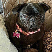 Evie joined the competition — help win amazing prizes! dog, pug, pet, black_dog, collar, dog_tag, indoor, couch, blanket, quilted_background, close_up, animal, companion, cute, small_dog, fur, face, sitting, domestic_animal, looking