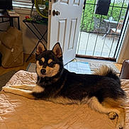 Rocky joined the competition — help win amazing prizes! dog, bed, quilt, indoor, door, window, fan, table, patio, greenery, furniture, floor, cushion, collar, ears, tail, light, home, relaxed, pet
