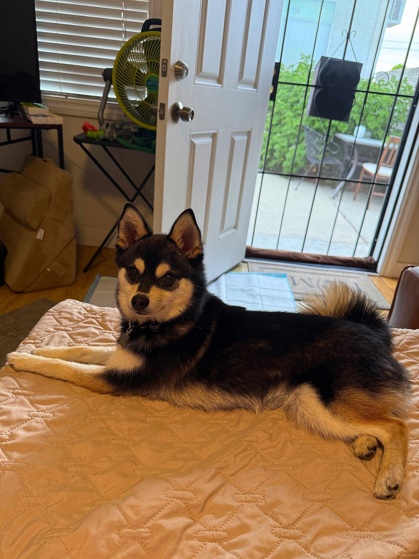 Rocky joined the competition — help win amazing prizes! dog, bed, quilt, indoor, door, window, fan, table, patio, greenery, furniture, floor, cushion, collar, ears, tail, light, home, relaxed, pet