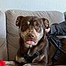 animal, brown_dog, canine, companion, couch, cute, dog, domestic_animal, friendly, fur, hand, harness, home, indoor, pet, playing, relaxed, resting, seated, tongue_out