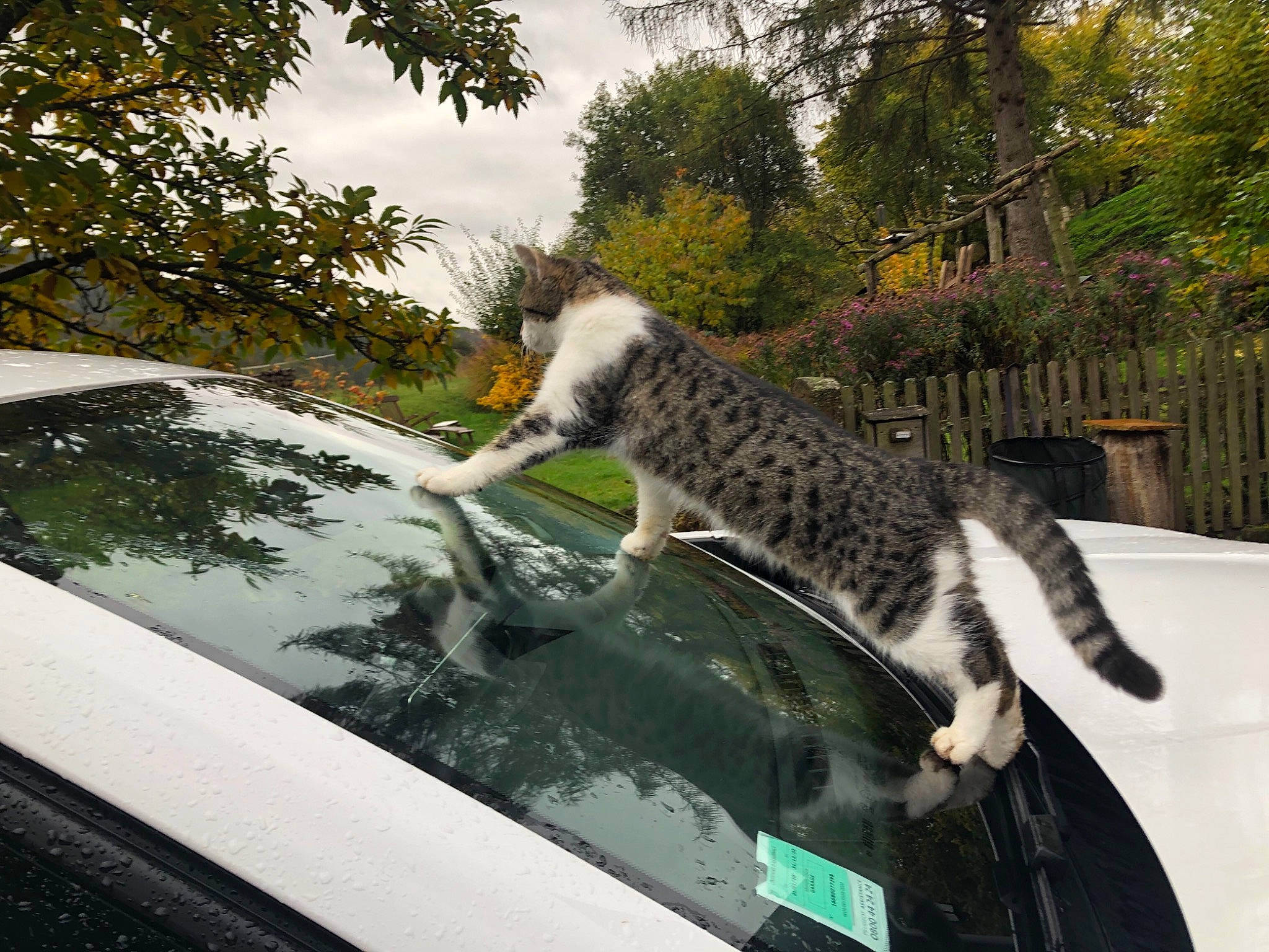 Princesse participe au concours pour gagner de l'argent avec cette photo : auto_part, automotive_exterior, automotive_window_part, car, carnivore, cat, felidae, glass, kitten, small_to_medium_sized_cats, tail, tree, vehicle, water, whiskers, wildlife, window, windshield