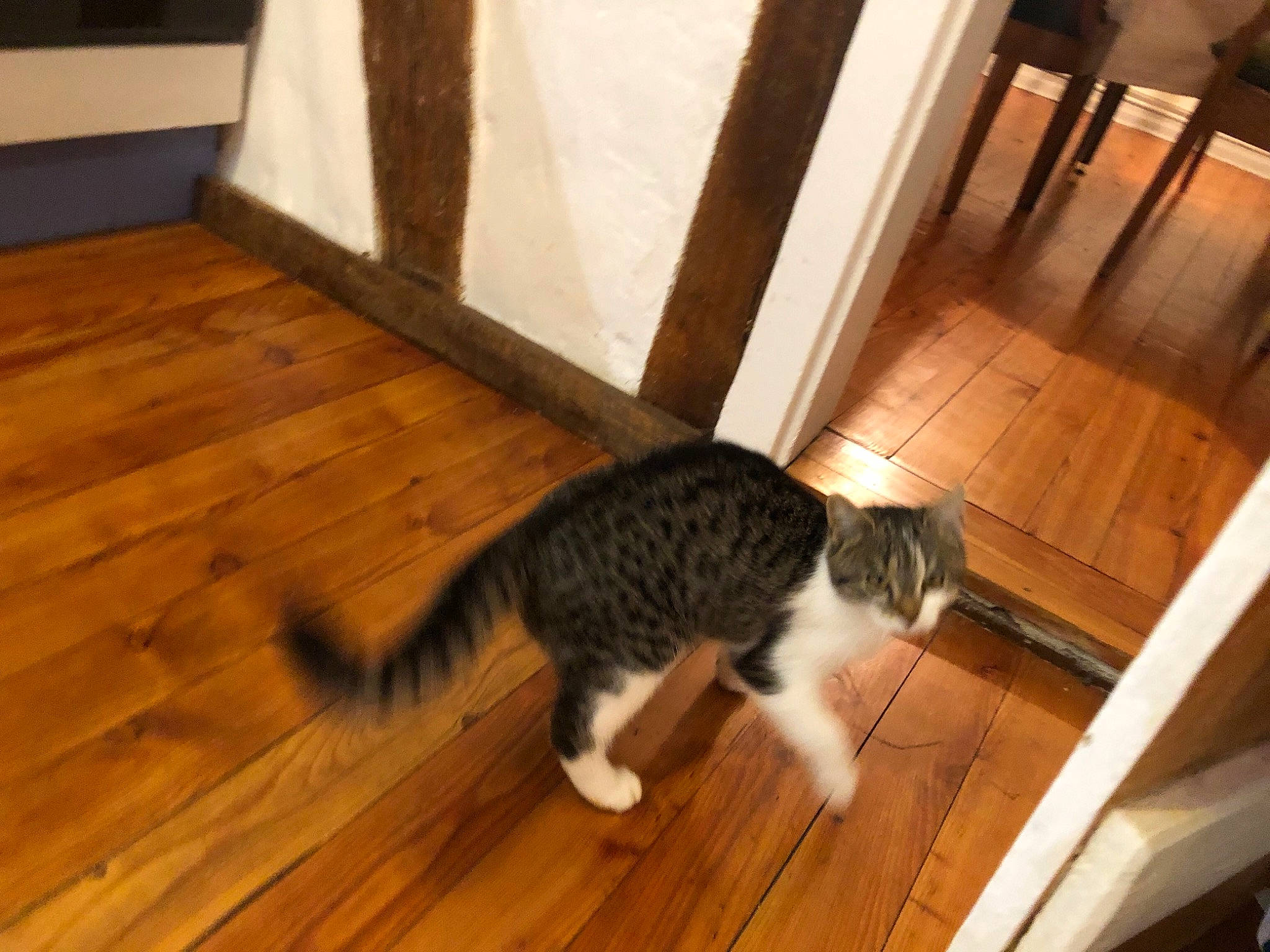 Princesse participe au concours pour gagner de l'argent avec cette photo : american_curl, carnivore, cat, domestic_short_haired_cat, european_shorthair, felidae, floor, flooring, hardwood, kitten, laminate_flooring, small_to_medium_sized_cats, tail, whiskers, wood, wood_flooring, wood_stain