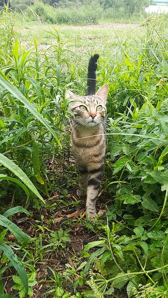 Suzette a rejoint le concours — aidez-le/la à gagner de superbes lots ! carnivore, cat, domestic_short_haired_cat, fawn, felidae, fur, garden, grass, grass_family, grassland, groundcover, plant, plant_community, shrub, small_to_medium_sized_cats, snout, tail, terrestrial_animal, terrestrial_plant, whiskers