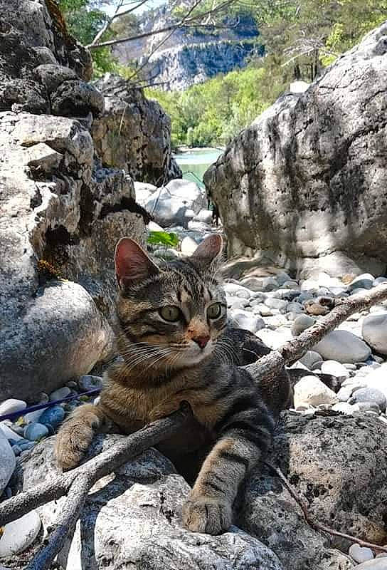 Suzette a rejoint le concours — aidez-le/la à gagner de superbes lots ! bedrock, carnivore, cat, domestic_short_haired_cat, felidae, formation, grass, landscape, mountain, outcrop, plant, small_to_medium_sized_cats, stream, tail, terrestrial_animal, tree, trunk, watercourse, whiskers, wood