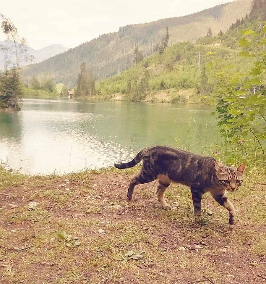 Suzette a rejoint le concours — aidez-le/la à gagner de superbes lots ! carnivore, dog, dog_breed, grass, highland, hill, lacustrine_plain, lake, landscape, mountain, mountain_range, mountainous_landforms, natural_landscape, plant, sky, sporting_group, tail, tree, water, working_animal