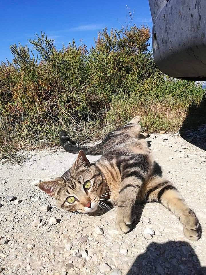 Suzette a rejoint le concours — aidez-le/la à gagner de superbes lots ! automotive_tire, carnivore, cat, domestic_short_haired_cat, fawn, felidae, foot, fur, grass, landscape, paw, plant, sand, sky, small_to_medium_sized_cats, snout, soil, tail, terrestrial_animal, whiskers