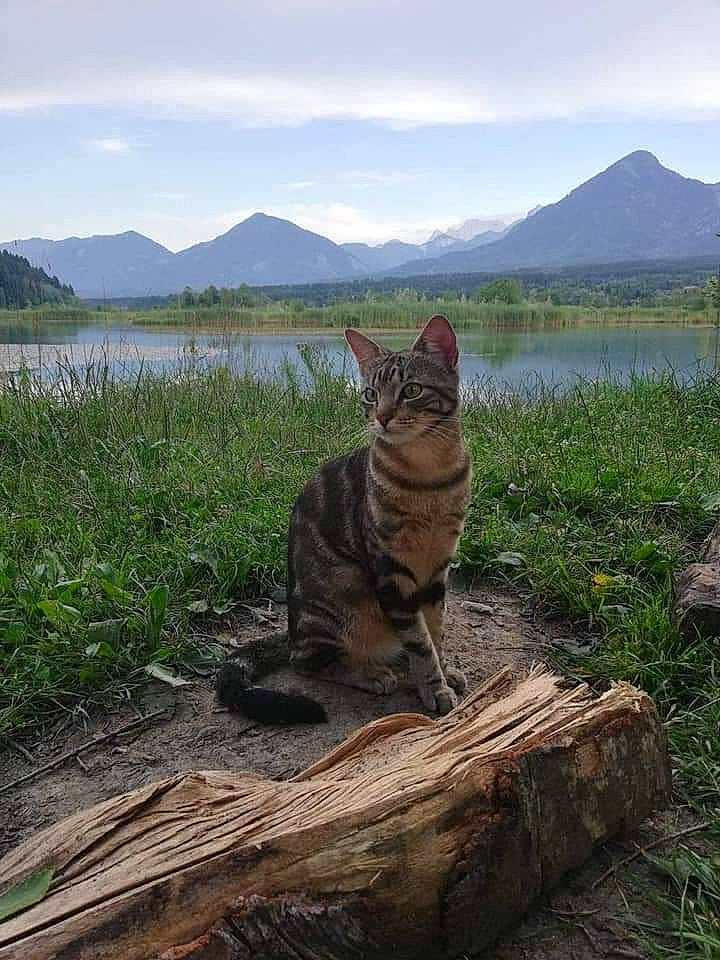Suzette a rejoint le concours — aidez-le/la à gagner de superbes lots ! carnivore, cat, cloud, fawn, felidae, grass, grassland, lake, landscape, mountain, natural_landscape, plant, sky, small_to_medium_sized_cats, tail, terrestrial_animal, water, whiskers, wildlife, wood