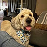 dog, bandana, couch, living_room, window, curtains, person, paw_prints, heart_pattern, bone_pattern, furniture, indoors, pet, canine, smiling, fur, collar, cozy, relaxed, home