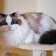 Angel is registered to the contest to win money with this photo: blue_eyes, brown_patches, cat, cat_tree, close_up, cozy, domestic_animal, feline, fluffy, indoor, long_hair, perch, pet, portrait, relaxed, sitting, soft, tail, whiskers, white_fur