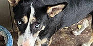 Nikita is registered to the contest to win money with this photo: animal, black_fur, blue_eyes, close_up, concrete_floor, curious_expression, dog, ears_up, four_legs, looking_up, muzzle, outdoor, paw, pet, plant_pot, snout, standing, tan_fur, white_fur, wooden_wall
