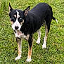 Nikita joined the competition — help win amazing prizes! alert, animal, black_coat, blue_eyes, canine, daylight, dog, ears, field, four_legs, fur, grass, looking, mammal, nature, outdoor, pet, snout, standing, tail
