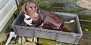 Anastasia is registered to the contest to win money with this photo: animal, brown_dog, collar, container, curious, deck, dog, drip, heterochromatic_eyes, heterochromia, leaf, moss, nature, outdoor, pet, plastic_tub, relaxing, water, wet_fur, wood