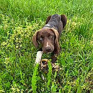 Anastasia joined the competition — help win amazing prizes! animal, brown_fur, chew_toy, closeup, crouching, curious, dog, ears, field, four_legs, grass, greenery, heterochromia, nature, outdoor, pet, playful, puppy, snout, young_dog