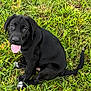 Caraxes is registered to the contest to win money with this photo: adorable, animal, black_dog, canine, cute, dog, friendly, fur, grass, greenery, happy, nature, outdoor, pet, playful, puppy, sitting, tongue_out, white_paws, young_dog