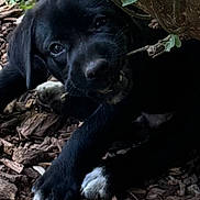 Caraxes joined the competition — help win amazing prizes! puppy, dog, black_dog, white_paws, stick, chewing, outdoor, nature, bush, wood_chips, leaves, young_dog, playful, curious, pet, animal, close_up, adorable, fur, canine