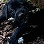 puppy, dog, black_dog, white_paws, stick, chewing, outdoor, nature, bush, wood_chips, leaves, young_dog, playful, curious, pet, animal, close_up, adorable, fur, canine