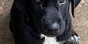 Caraxes joined the competition — help win amazing prizes! adorable, animal, black_dog, canine, closeup, concrete, cute, dog, domestic_animal, floor, fur, looking_up, mammal, outdoor, paw, pet, puppy, sitting, white_patches, young_dog