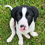 Vhagar is registered to the contest to win money with this photo: adorable, animal, black_and_white, canine, cute, dog, ears, friendly, fur, grass, looking_up, nature, nose_spot, outdoor, pet, playful, puppy, sitting, small, young_dog
