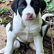 Vhagar is registered to the contest to win money with this photo: puppy, dog, black_and_white, outdoor, plants, greenery, leaves, ground, young, pet, animal, cute, sitting, fur, nose, eyes, adorable, nature, curious, front_paws