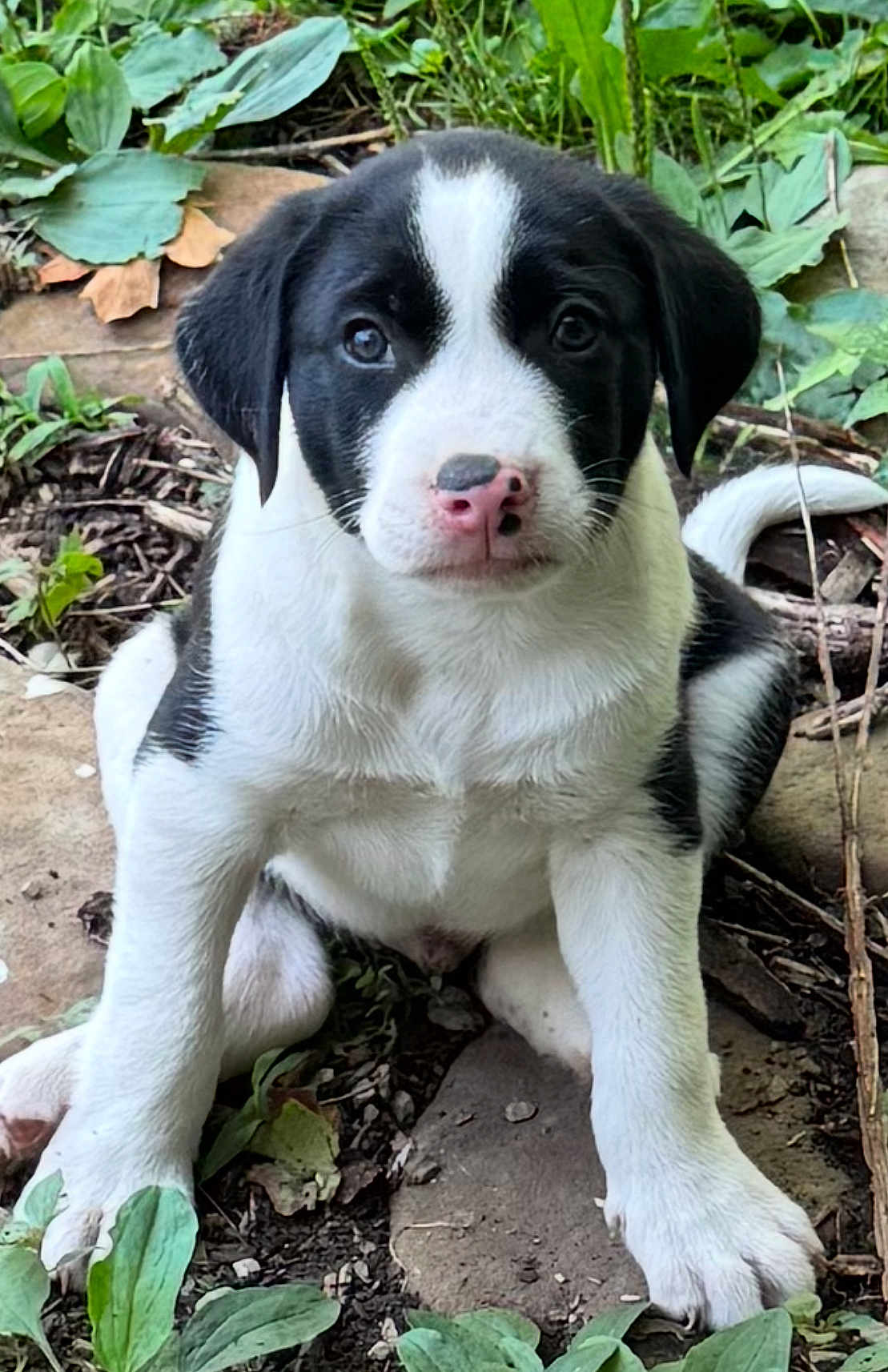 Vhagar is registered to the contest to win money with this photo: puppy, dog, black_and_white, outdoor, plants, greenery, leaves, ground, young, pet, animal, cute, sitting, fur, nose, eyes, adorable, nature, curious, front_paws