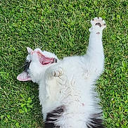 Reglisse participe au concours pour gagner de l'argent avec cette photo : cat, yawning, grass, outdoor, pet, feline, white, black, fluffy, paw, stretching, animal, nature, relaxed, playful, cute, lying_down, whiskers, ears, tongue