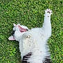 cat, yawning, grass, outdoor, pet, feline, white, black, fluffy, paw, stretching, animal, nature, relaxed, playful, cute, lying_down, whiskers, ears, tongue