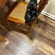 Pepper is registered to the contest to win money with this photo: animal, black_cat, bright_eyes, cat, curious, curled_tail, cute, domestic_cat, feline, flooring, furniture, home, indoor, looking_up, pet, table_leg, wood_floor, wooden_chair, woven_seat, yellow_eyes