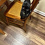 animal, black_cat, bright_eyes, cat, curious, curled_tail, cute, domestic_cat, feline, flooring, furniture, home, indoor, looking_up, pet, table_leg, wood_floor, wooden_chair, woven_seat, yellow_eyes